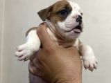 İngiliz Buldog Erkek Ve Dişi Yavrular