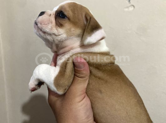 İngiliz Buldog Erkek Ve Dişi Yavrular görsel
