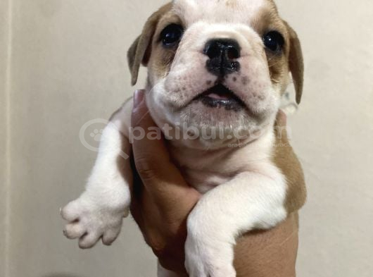 İngiliz Buldog Erkek Ve Dişi Yavrular görsel