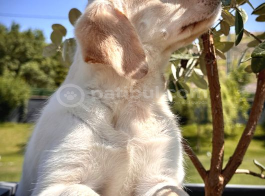 Secereli̇ Labrador Retri̇ever Bebekleri̇mi̇z görsel
