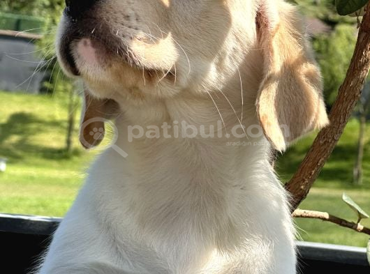 Secereli̇ Labrador Retri̇ever Bebekleri̇mi̇z görsel