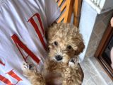 3 Aylık Yavru Poodle Çeşme Izmir