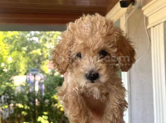 3 Aylık Yavru Poodle Çeşme Izmir görsel