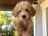 3 Aylık Yavru Poodle Çeşme Izmir