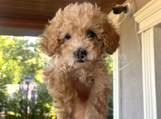 3 Aylık Yavru Poodle Çeşme Izmir görsel