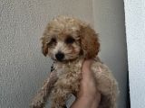 3 Aylık Yavru Poodle Çeşme Izmir