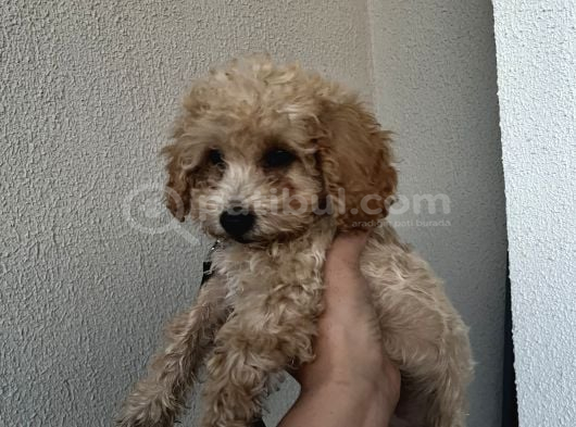 3 Aylık Yavru Poodle Çeşme Izmir görsel
