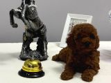 Kore Teacup Ve Toy Poodle Yavrularımız