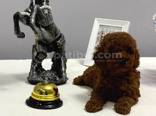 Kore Teacup Ve Toy Poodle Yavrularımız görsel