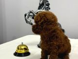 Kore Teacup Ve Toy Poodle Yavrularımız