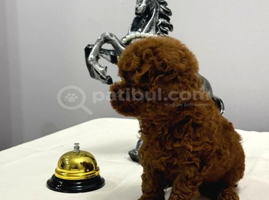 Kore Teacup Ve Toy Poodle Yavrularımız görsel