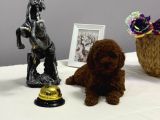 Kore Teacup Ve Toy Poodle Yavrularımız