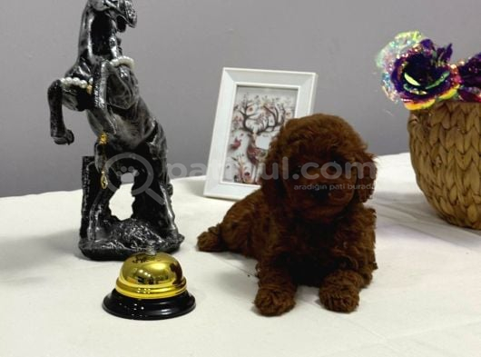 Kore Teacup Ve Toy Poodle Yavrularımız görsel