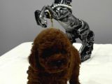 Kore Teacup Ve Toy Poodle Yavrularımız