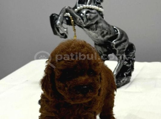 Kore Teacup Ve Toy Poodle Yavrularımız
