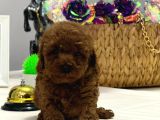 Kore Teacup Ve Toy Poodle Yavrularımız