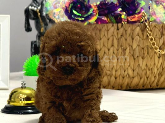 Kore Teacup Ve Toy Poodle Yavrularımız görsel
