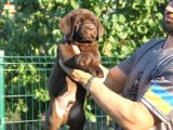 En Özel Labrador Retri̇ever
