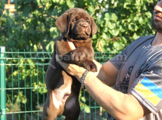 En Özel Labrador Retri̇ever