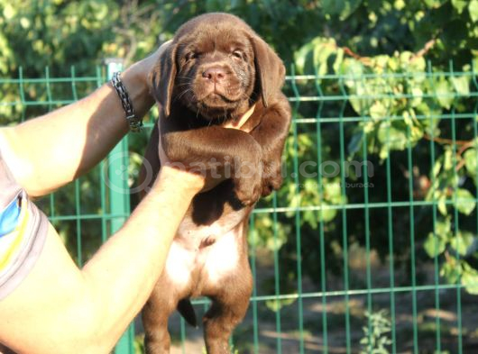 En Özel Labrador Retri̇ever görsel