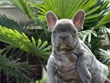 Blue French Bulldog Yavrularimiz