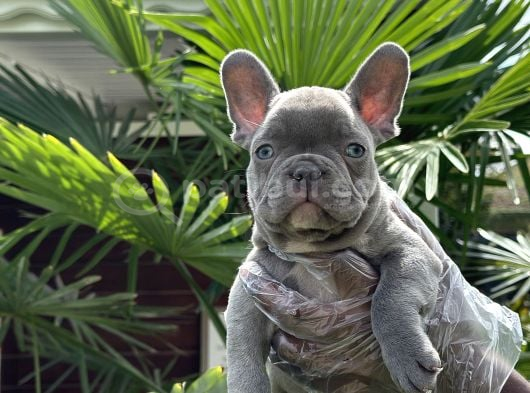 Blue French Bulldog Yavrularimiz