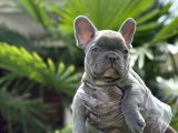 Blue French Bulldog Yavrularimiz