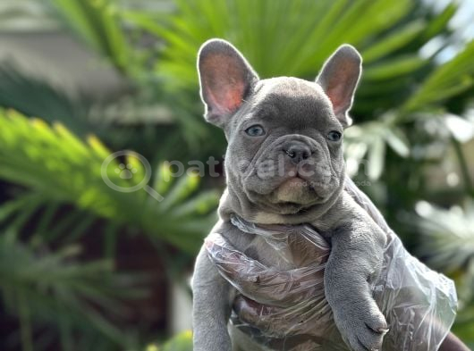Blue French Bulldog Yavrularimiz görsel