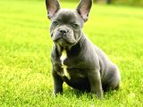 Kusursuz French Bulldog Yavrulari