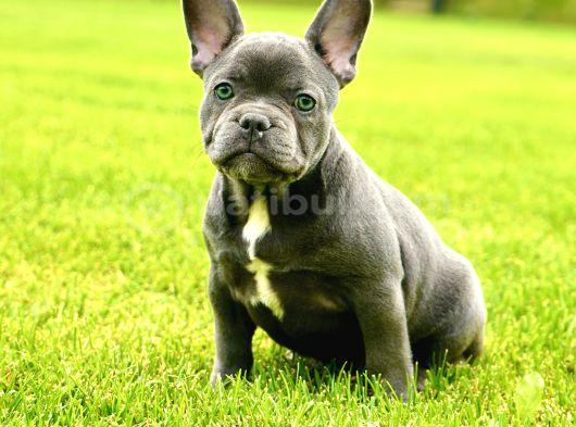 Kusursuz French Bulldog Yavrulari görsel
