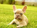 Kusursuz French Bulldog Yavrulari