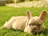 Kusursuz French Bulldog Yavrulari