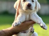 Labrador Retri̇ever Bebekleri̇mi̇z