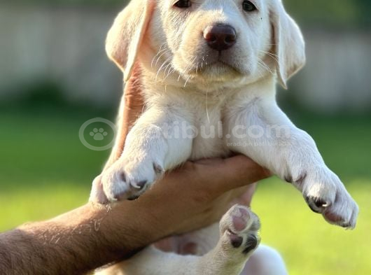 Labrador Retri̇ever Bebekleri̇mi̇z görsel