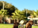 Labrador Retri̇ever Bebekleri̇mi̇z