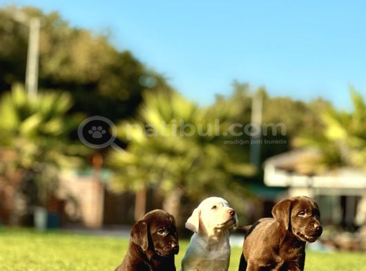 Labrador Retri̇ever Bebekleri̇mi̇z görsel