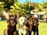 Labrador Retri̇ever Bebekleri̇mi̇z