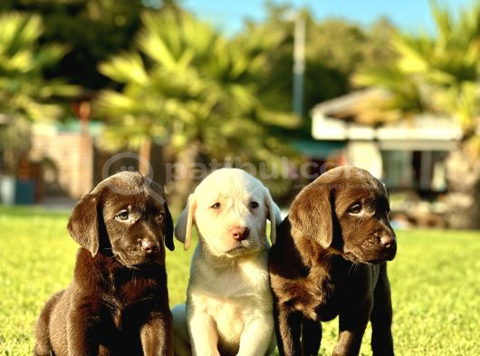 Labrador Retri̇ever Bebekleri̇mi̇z görsel