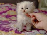 Ele Alışkın Tatlı British Longhair Dişi Bebek