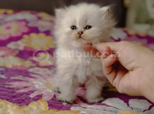 Ele Alışkın Tatlı British Longhair Dişi Bebek görsel