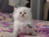Ele Alışkın Tatlı British Longhair Dişi Bebek