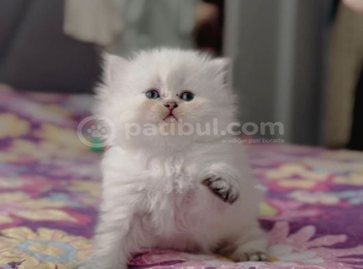 Ele Alışkın Tatlı British Longhair Dişi Bebek