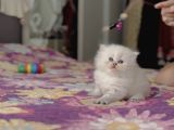 Ele Alışkın Tatlı British Longhair Dişi Bebek