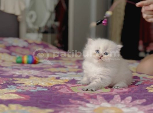 Ele Alışkın Tatlı British Longhair Dişi Bebek görsel