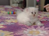 Ele Alışkın Tatlı British Longhair Dişi Bebek