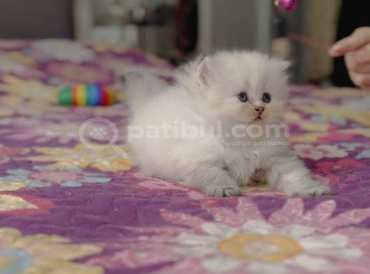 Ele Alışkın Tatlı British Longhair Dişi Bebek görsel