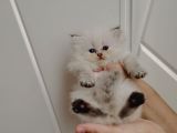 Ele Alışkın Tatlı British Longhair Dişi Bebek
