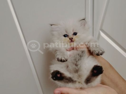 Ele Alışkın Tatlı British Longhair Dişi Bebek görsel