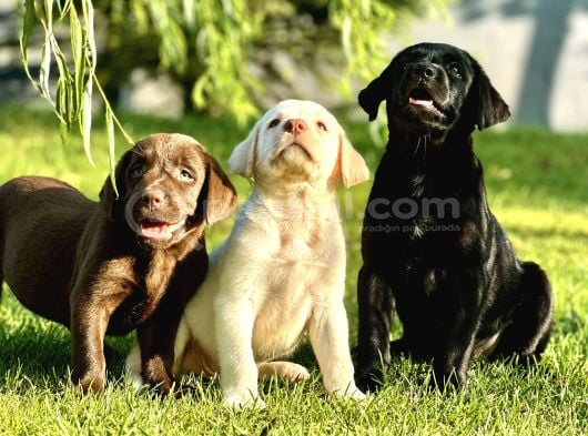 Labrador Retri̇ever Bebekleri̇mi̇z görsel