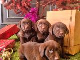 Kahverengi̇ Labrador Retri̇ever Çocuklar